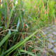 Carex pendula - Laîche pendante POT DE 9cm