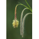 Carex pendula - Laîche pendante POT DE 9cm