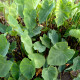 Colocasia esculenta - Taro POT DE 11cm