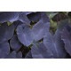 Colocasia rubra 'Black Magic' - Taro Black Magic POT DE 11cm
