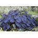 Colocasia rubra 'Black Magic' - Taro Black Magic POT DE 11cm
