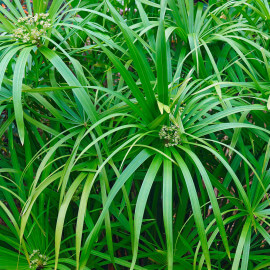 Cyperus alternifolius - Souchet ombrelle POT DE 9cm