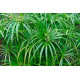 Cyperus alternifolius - Souchet ombrelle POT DE 9cm