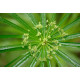 Cyperus alternifolius - Souchet ombrelle POT DE 9cm