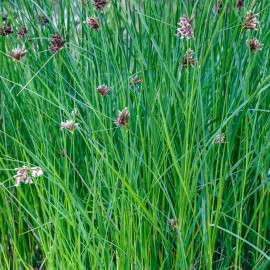 Cyperus longus - Souchet odorant POT DE 9cm