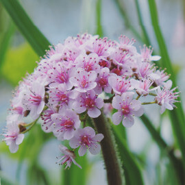 Darmera peltata POT DE 9cm