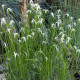 Dichromena colorata - Herbe étoilée POT DE 9cm