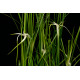 Dichromena colorata - Herbe étoilée POT DE 9cm