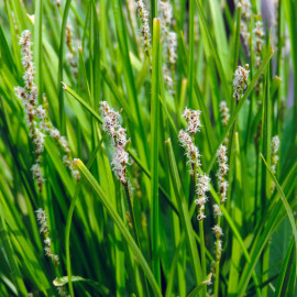 Eleocharis palustris - SCIRPE DES MARAIS POT DE 9cm