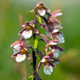 Epipactus Palustris - Epipactis des marais POT DE 9cm