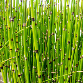 Equisetum japonicum - Prêle d'hiver POT DE 9cm