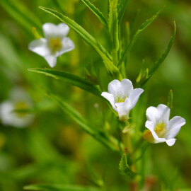 Gratiola officinalis - Gratiole POT DE 9cm