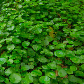 Hydrocotyle vulgaris - écuelle d'eau POT DE 9cm