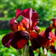Iris "ann chowing" POT DE 9cm