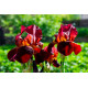 Iris "ann chowing" POT DE 9cm