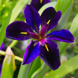 Iris black "Gamecock" POT DE 9cm