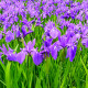 Iris laevigata POT DE 9cm