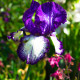Iris laevigata 'Mottled Beauty' POT DE 9cm