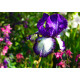 Iris laevigata 'Mottled Beauty' POT DE 9cm