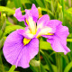 Iris laevigata 'Rose Queen' POT DE 9cm