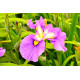 Iris laevigata 'Rose Queen' POT DE 9cm
