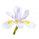 Iris laevigata 'Snowdrift' POT DE 9cm