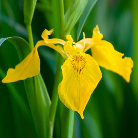 Iris pseudacorus POT DE 9cm