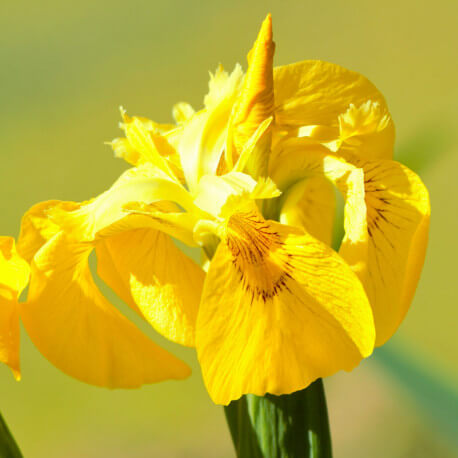 Iris pseudacorus 'Variegata' POT DE 9cm