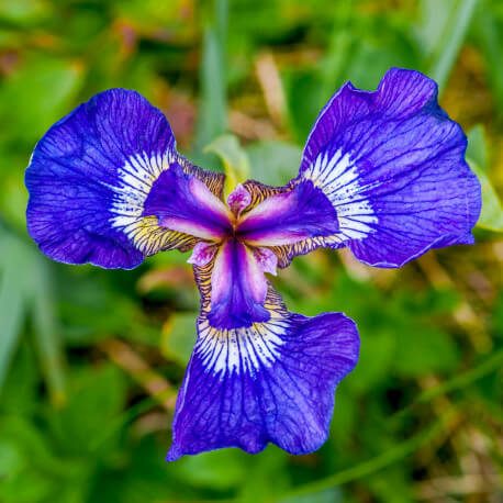 Iris setosa POT DE 9cm