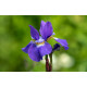 Iris siberica POT DE 9cm