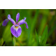 Iris versicolor POT DE 9cm