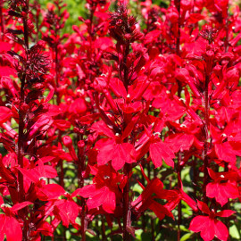 Lobelia cardinalis POT DE 9cm