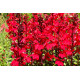 Lobelia cardinalis POT DE 9cm