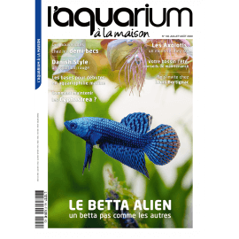 Aquarium à la Maison N°140 - Le Betta Alien