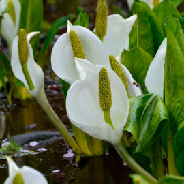 Lysichiton camtschatcensis POT DE 9cm