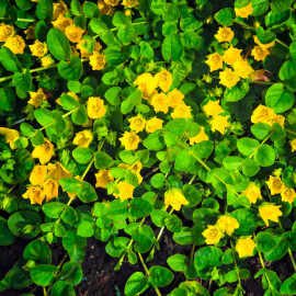 Lysimachia nummularia POT DE 9cm