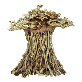 Superfish BONSAI MUSHROOM S