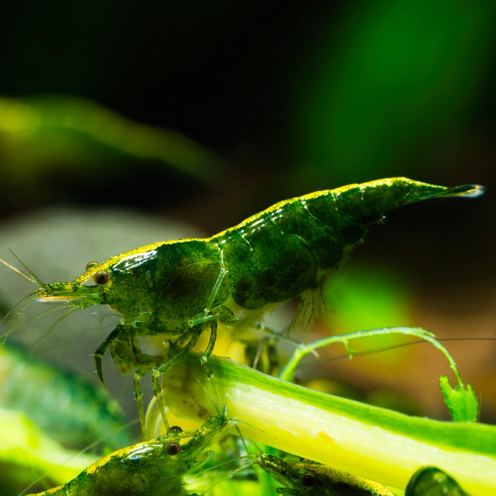 Crevette Neocaridina heteropoda Green Jade Aquaplante