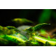 Crevette Neocaridinia heteropoda Green Jade