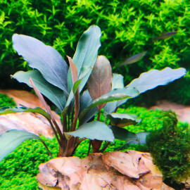 Bucephalandra Green Broad Leaf PREMIUM