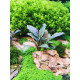 Bucephalandra Green Broad Leaf PREMIUM