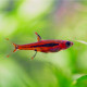 Boraras brigittae - Rasbora moustique (Elevage semi-sauvage - Indonésie)