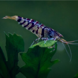 Crevette Caridina sp. Cantonensis blue Tiger