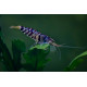 Crevette Caridina sp. Cantonensis blue Tiger