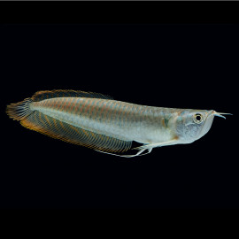 Osteoglossum bicirrhosum - Arowana argenté (Elevage) small