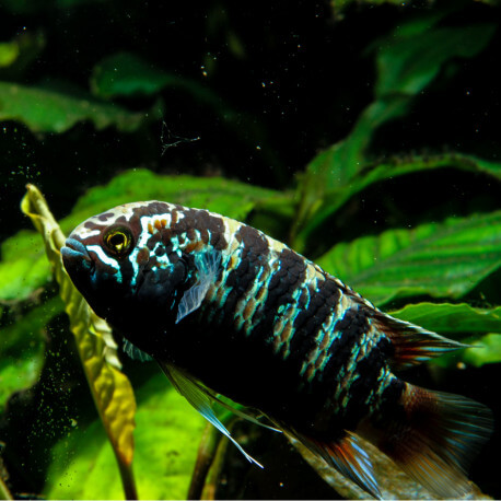 Nannacara (Ivanacara) adoketa - zebra acara