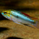 Apistogramma trifasciata L-XL LE COUPLE - Elevage Européen