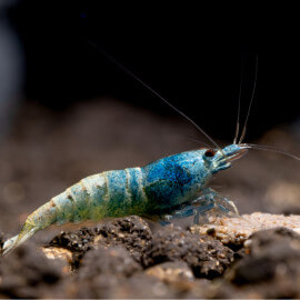 Crevette Caridina Cantonensis Taïwan Bee Blue bolt grade A-S