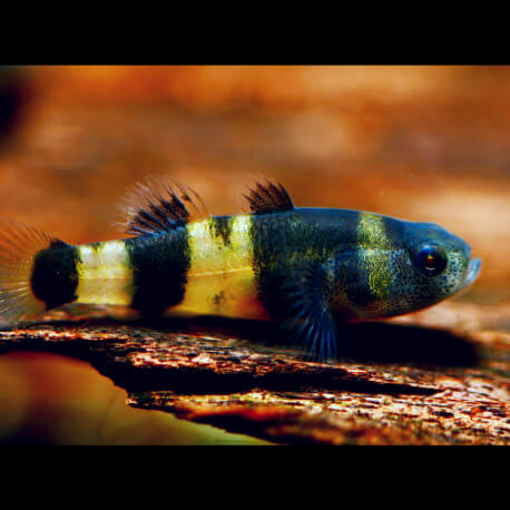 Brachygobius xanthomelas - Gobie abeille M