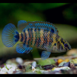 Badis badis - Badis bleu